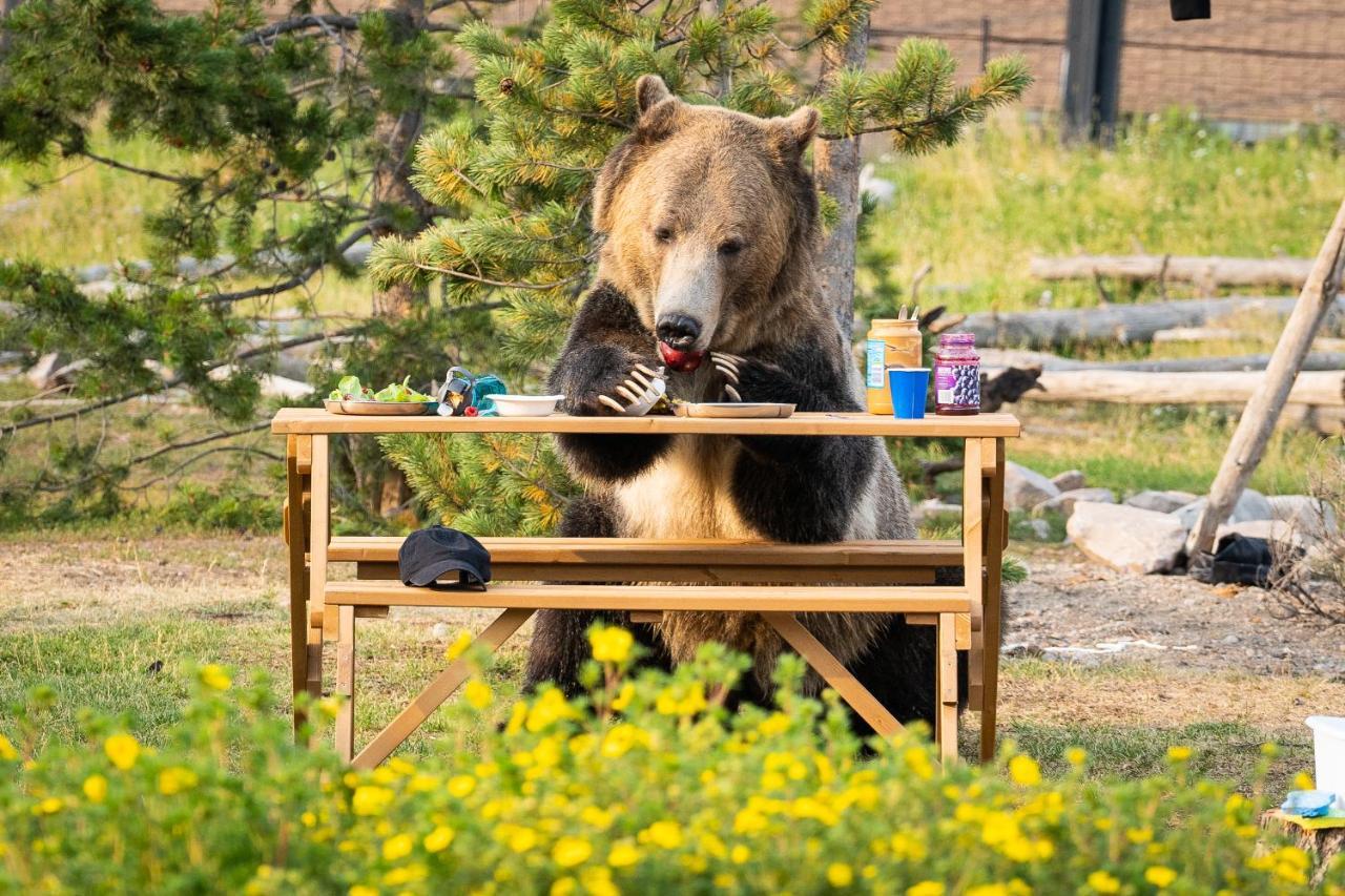 Villa Baby Bear Cabin à West Yellowstone Extérieur photo
